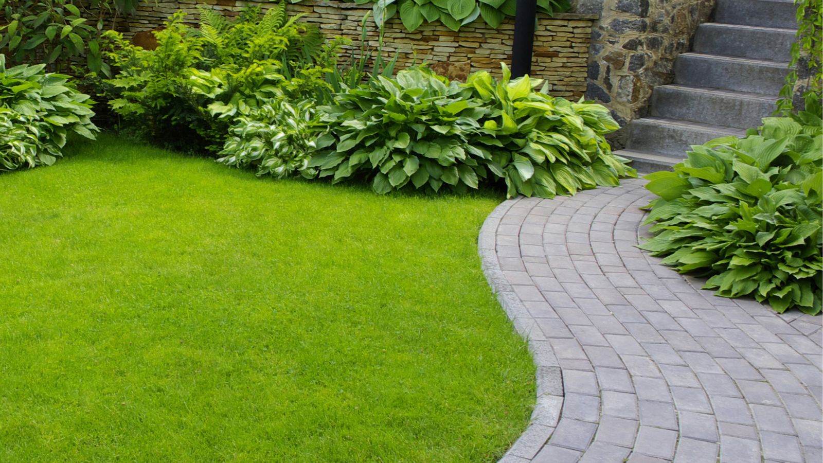 A shot of a small composition of green plants called Hosta, placed along a landscaped yard near a pathway