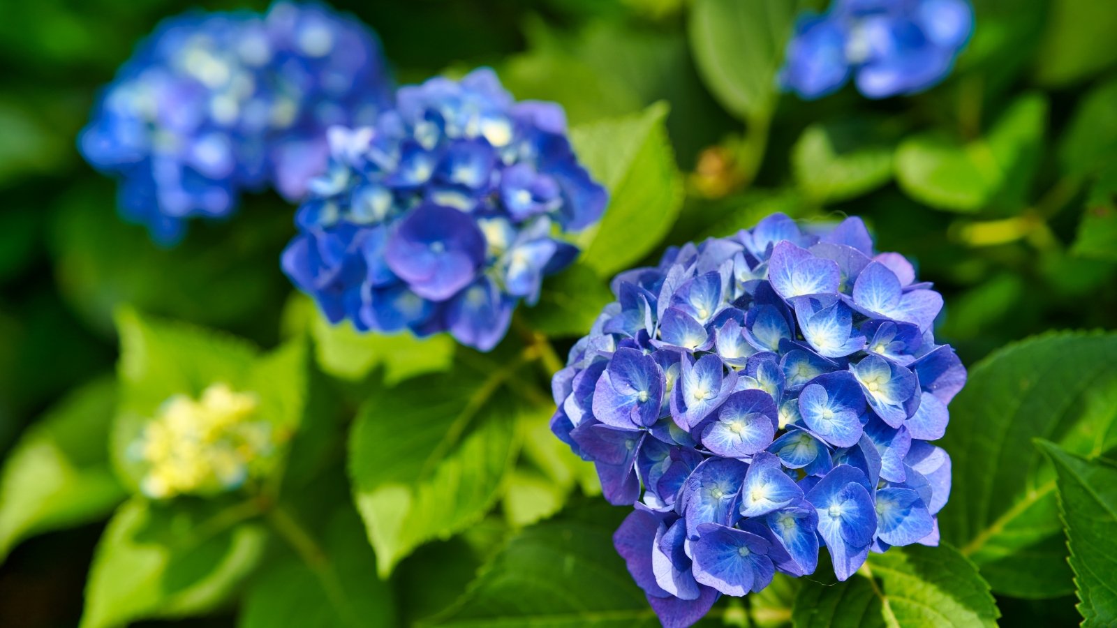 Large, rounded clusters of vivid blue blossoms with serrated green leaves surrounding the base.
