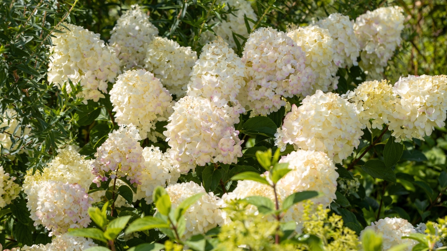How to Plant, Grow, and Care for Hydrangea Trees