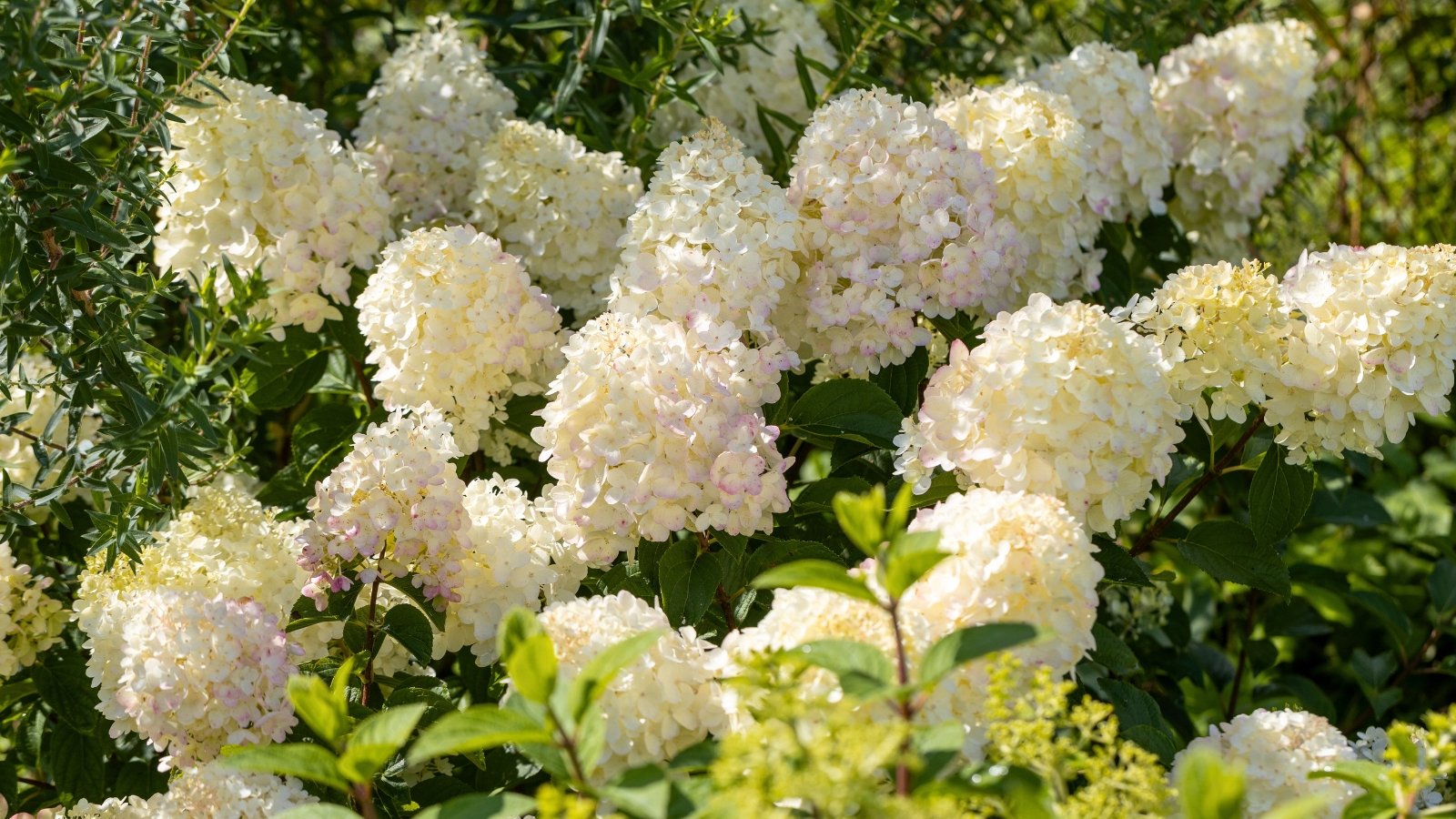 Numerous cone-shaped clusters of small, delicate creamy-white flowers growing on a large shrub.