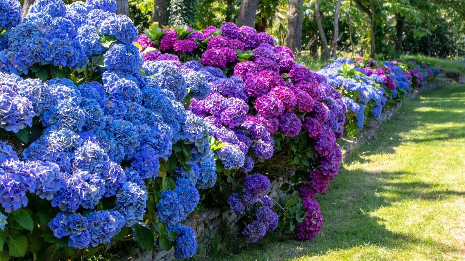 Dense shrubs with abundant rounded clusters of purple and blue flowers, featuring large serrated green leaves, growing thickly to form a leafy hedge.