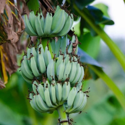 Ice Cream Banana Tree