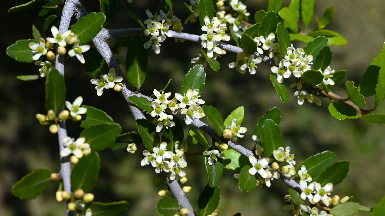 A slender branch covered in small, bright green, glossy leaves and tiny clusters of creamy white flowers with four small petals.