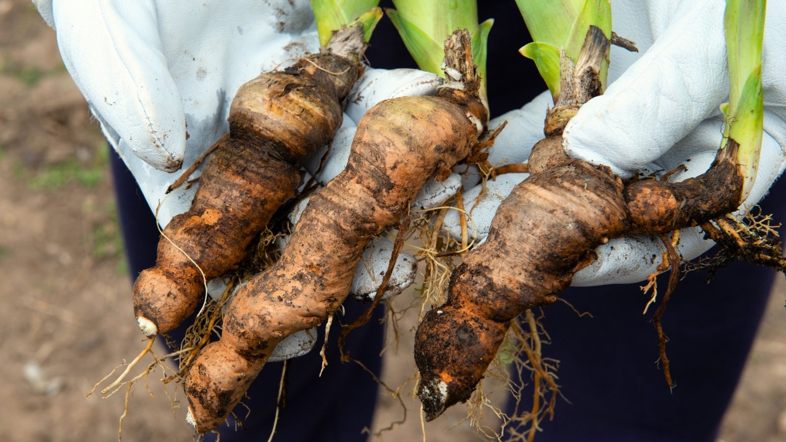 Three iris rhizomes with thick, knobby, fleshy roots and emerging green shoots held in white-gloved hands.