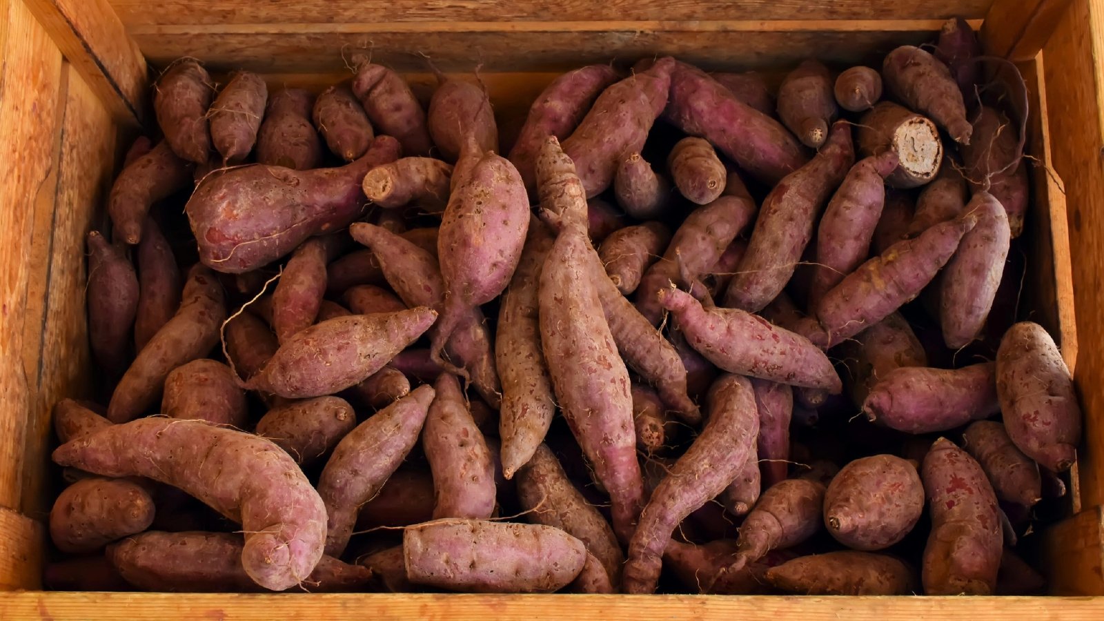 Large wooden crate filled with Japanese sweet potatoes displaying smooth reddish-purple skins and elongated shapes, neatly arranged for storage.