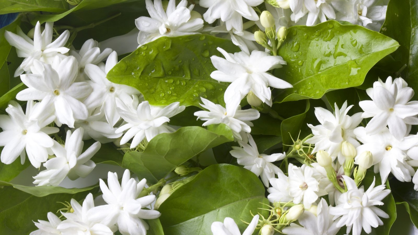 Clusters of fragrant, star-shaped white blossoms with elongated petals and glossy green leaves.