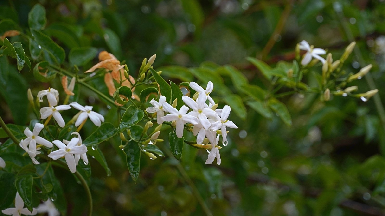Delicate star-shaped white blooms with slender petals and yellow centers, trailing among glossy, lance-shaped deep green leaves on twining stems, covered with rain drops.