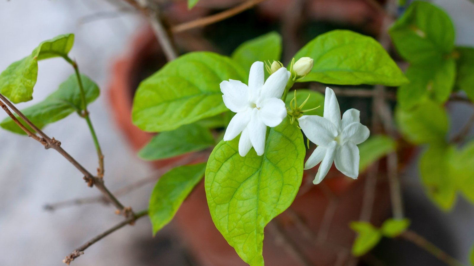 A pair of delicate white, star-shaped flowers with five pointed petals growing on a thin stem with glossy green oval leaves.