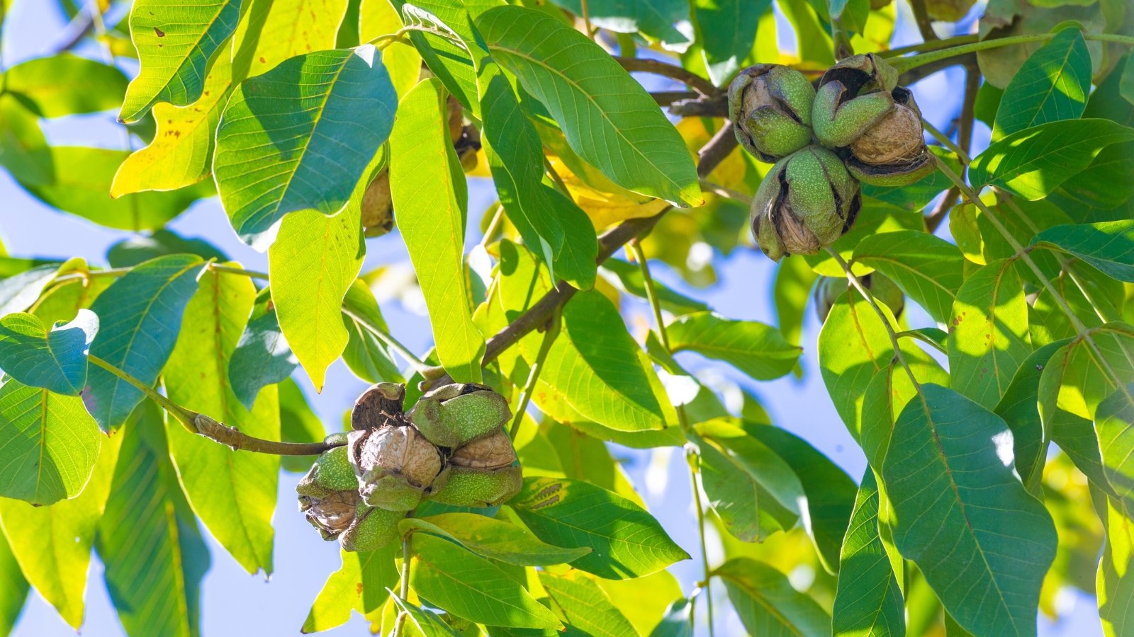 Slender branches with smooth green leaves and small, round purple-red fruits.