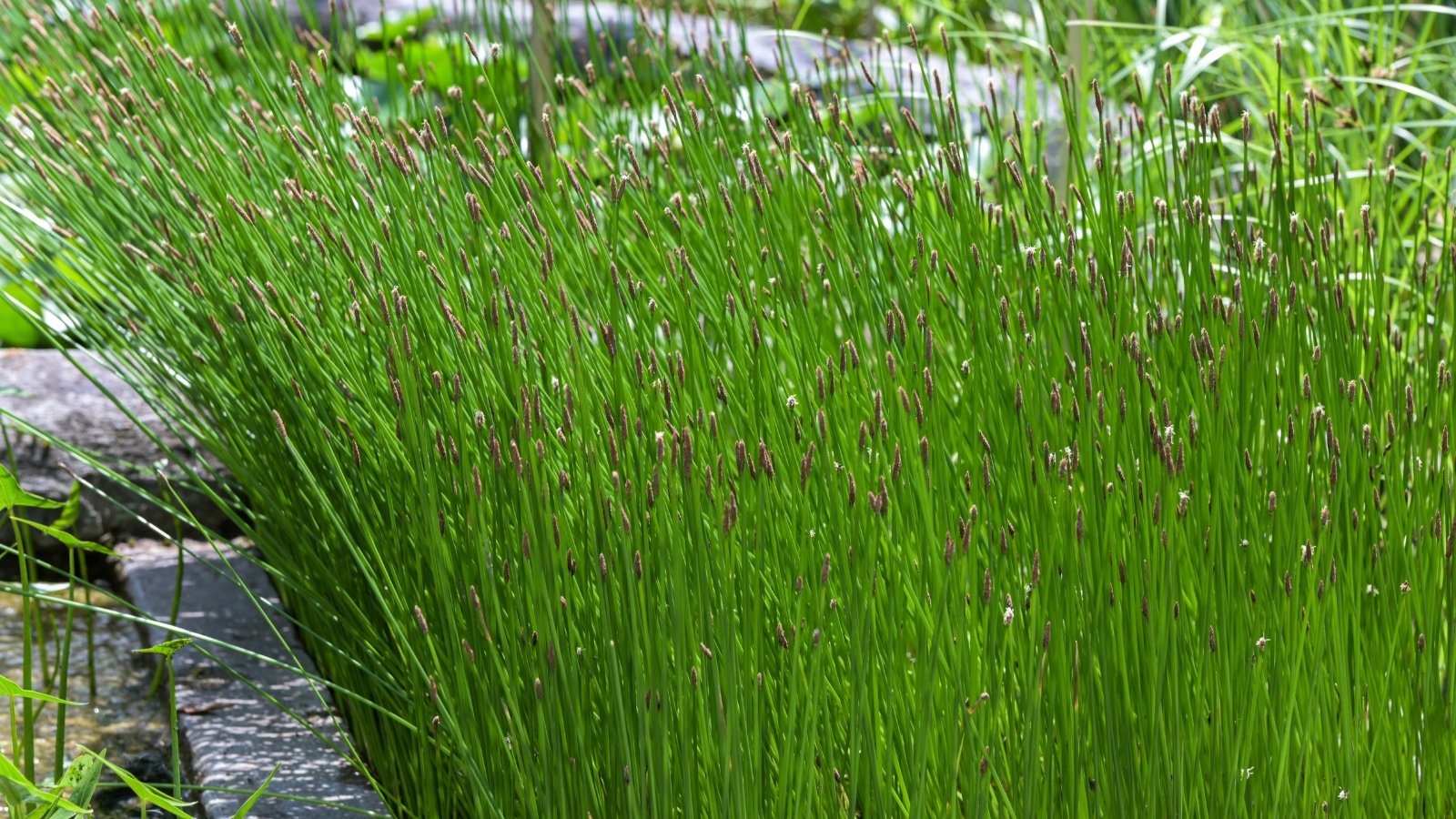 Smooth, cylindrical bright green stems rising straight with delicate clusters of tiny, brownish flowers atop.