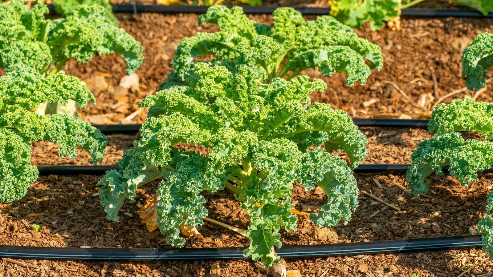 A close-up shot of a composition of leafy crops, planted in rows, showcasing their curly edged leaves