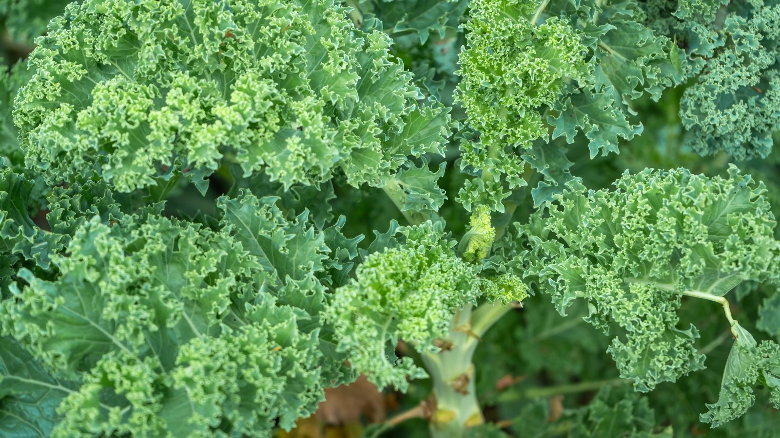 Tall, sturdy stems with deeply ruffled dark green leaves forming upright clumps.