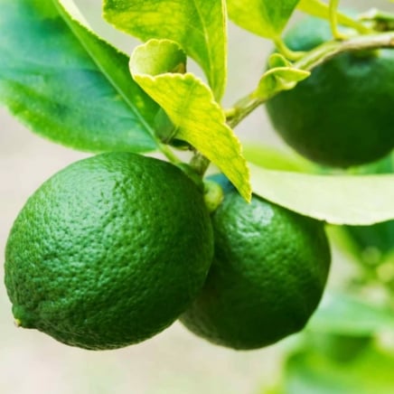 Key Lime Bush