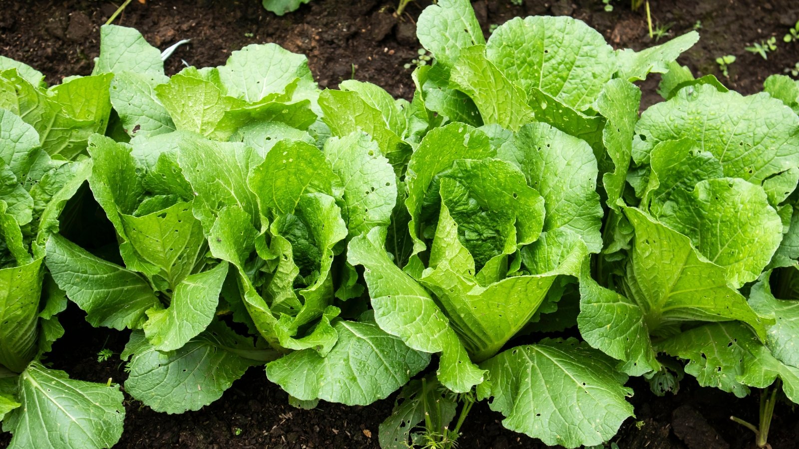 A row of large, pale green plants with slightly ruffled leaves that form loose, circular heads.