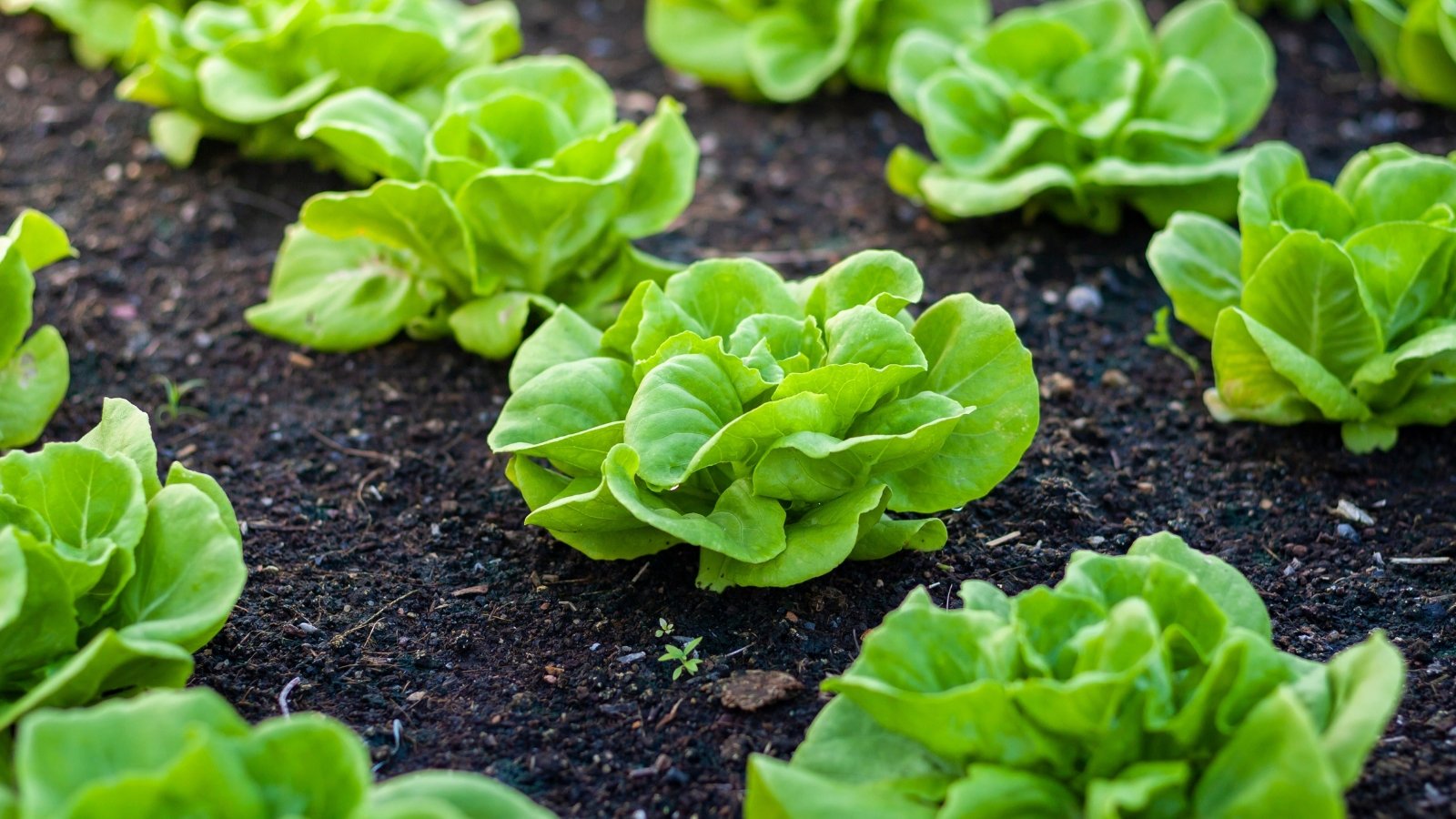 Loose rosettes of broad, bright green leaves with slightly ruffled edges growing close to the soil.