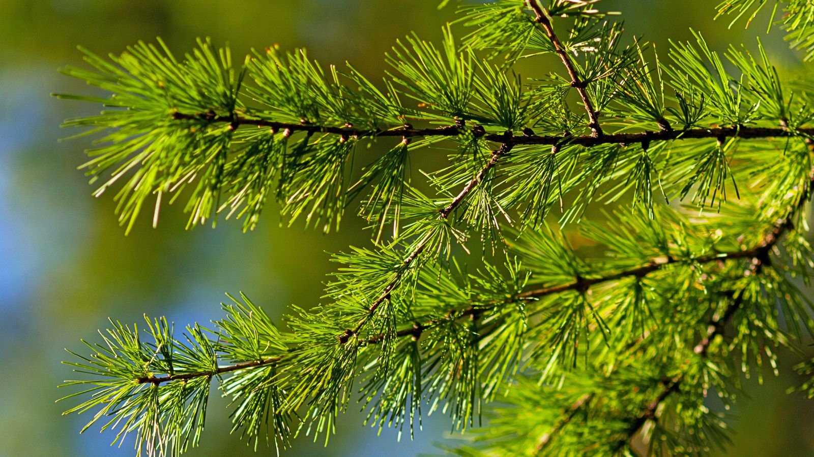 A closeup shot of the Larix occidentalis with woody stems and green needles appearing lovely in the sun