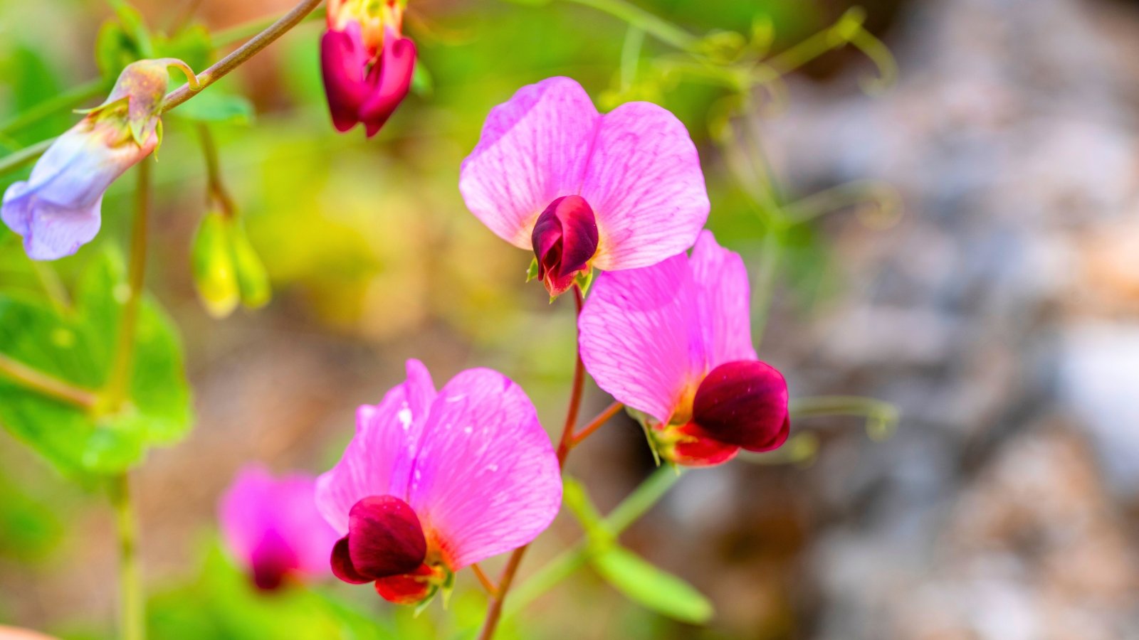 Several delicate, pink and purple flowers with ruffled upper petals and darker, folded lower petals hang gracefully from a thin stem.