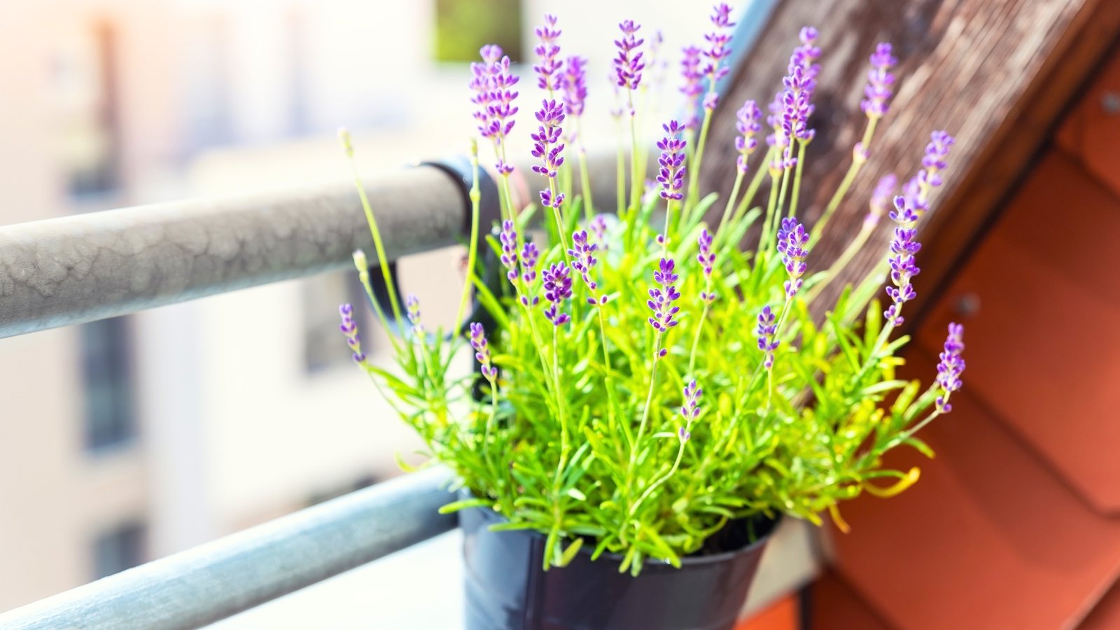 Slender stems with narrow grayish-green leaves supporting vertical spikes of small purple flowers.
