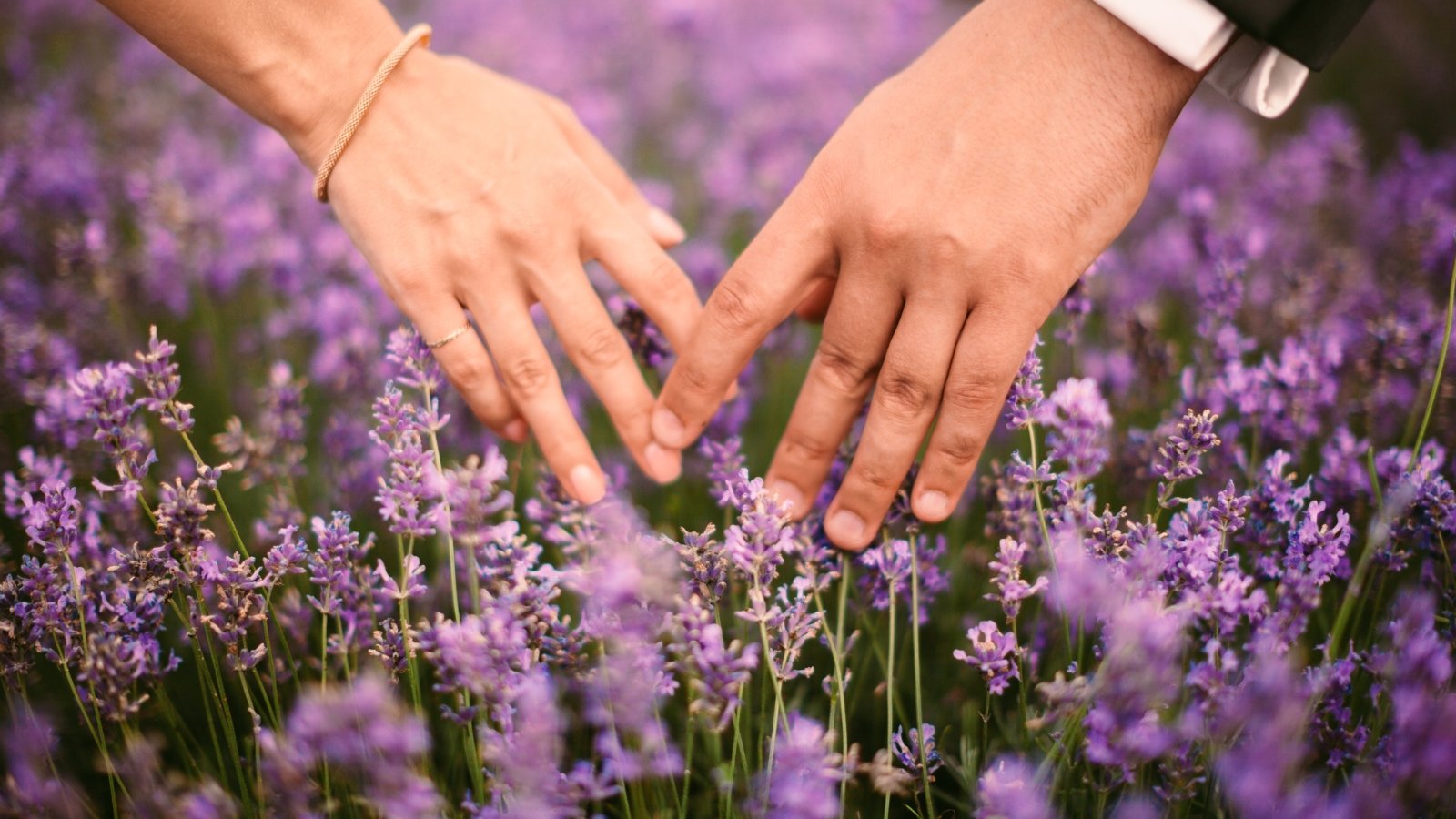 Bride and groom’s hands intertwined against a backdrop of fragrant lavender spikes with soft purple blossoms stretching into the distance.