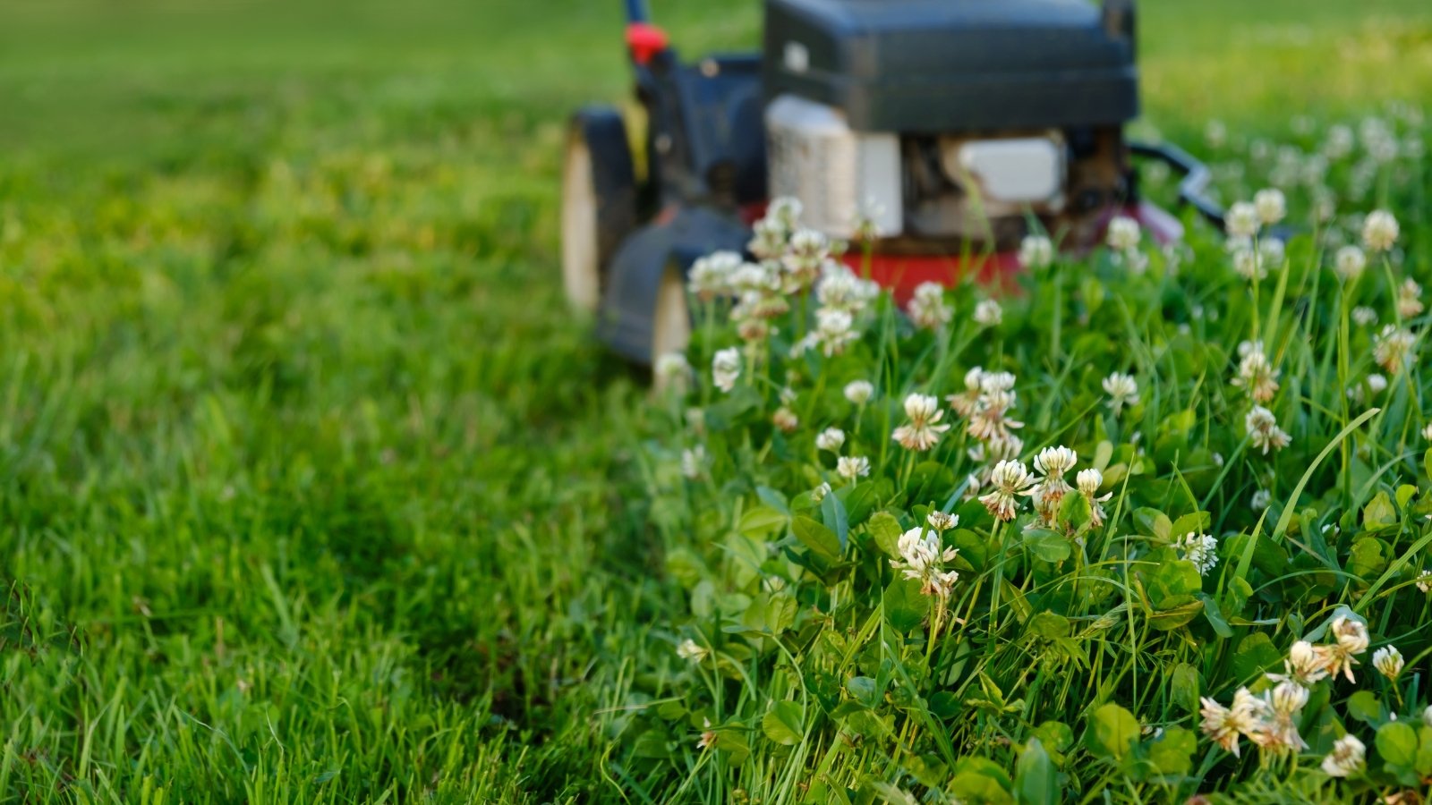 Lawn mower cutting through a green lawn dotted with blooming white clover flowers.