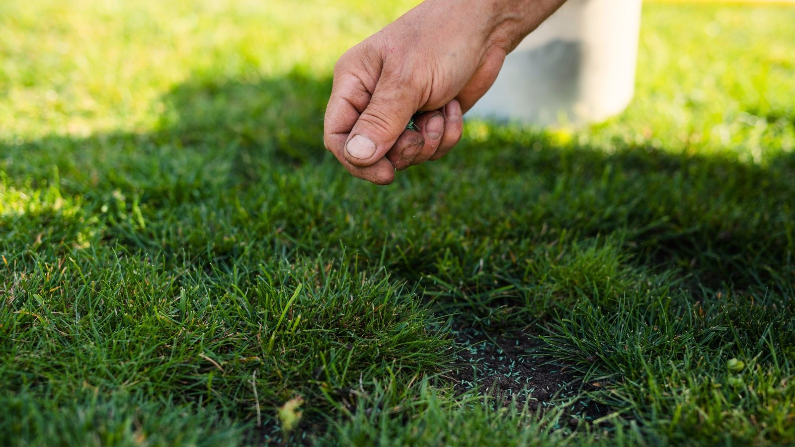 Close-up of a male hand scattering tiny grass seeds evenly across a green lawn.