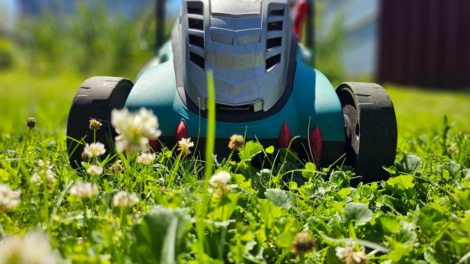 Blue lawnmower moves over a garden, cutting through dense green grass dotted with blooming white clover flowers.
