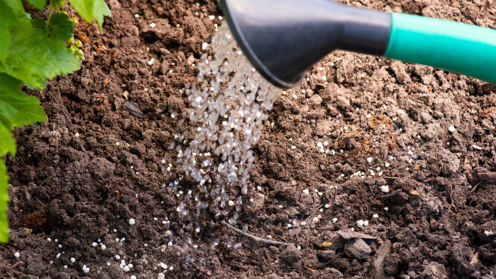 A watering can pours a steady stream of water onto the soil, leaching excess fertilizer into the ground around garden plants.