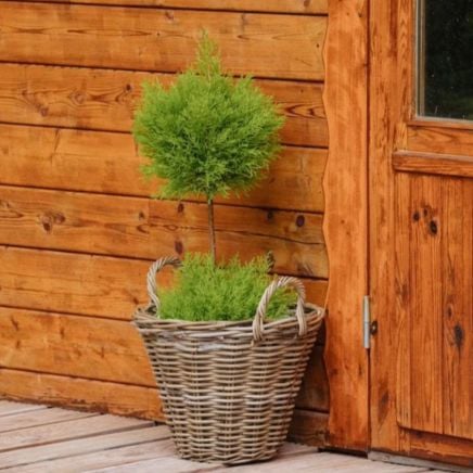 Lemon Cypress Tree Form Topiary