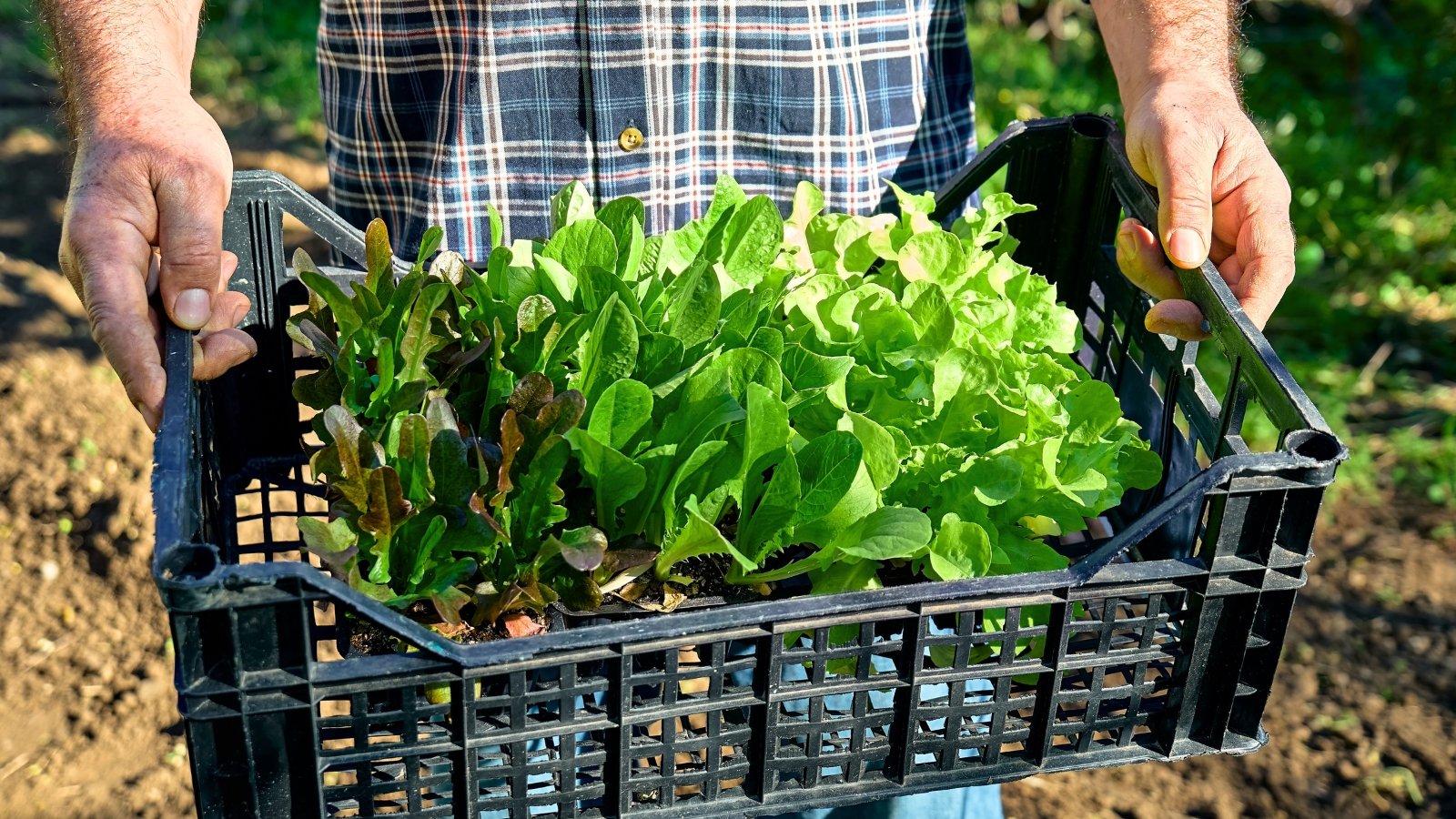 A gardener carries a plastic crate filled with various lettuce seedlings in small pots, showing vibrant green and slightly ruffled leaves in a sunny garden.