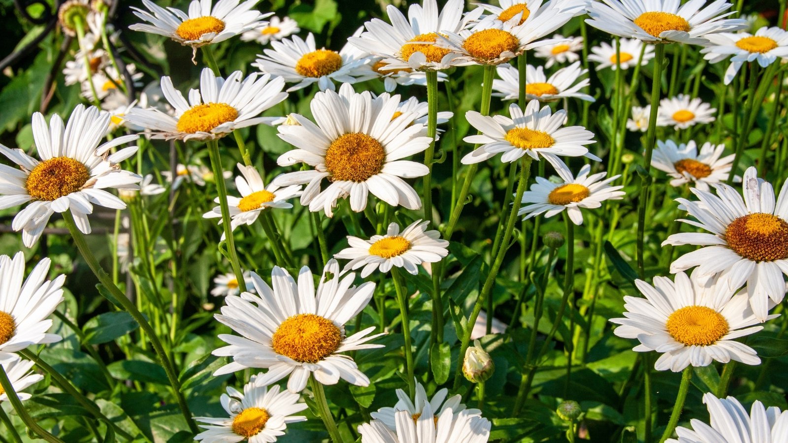 Upright stems with broad green leaves topped with large white flowers and bright yellow centers.