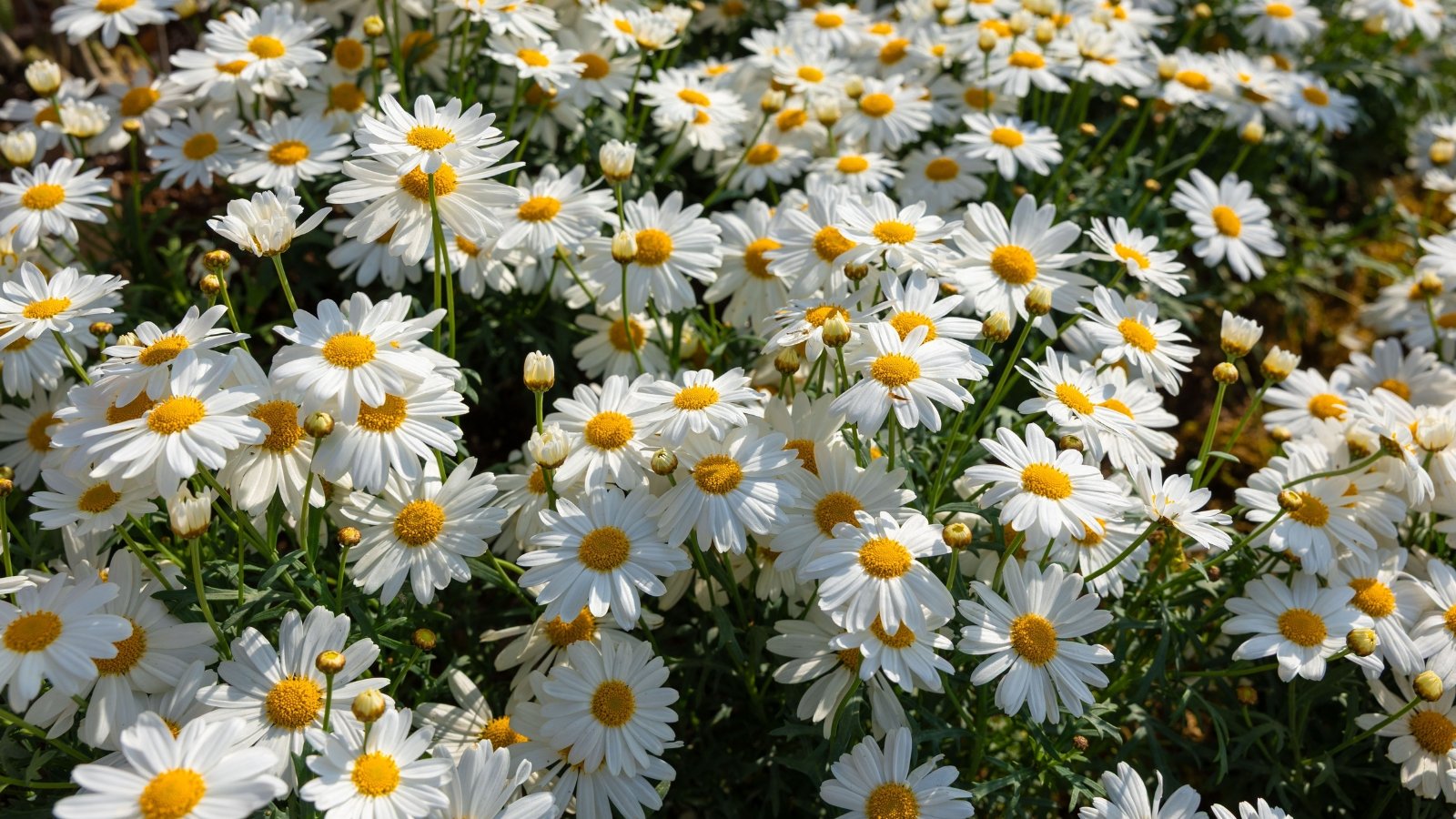 Crisp white petals radiating from sunny yellow centers above dark green, lance-shaped leaves on tall, sturdy stems.