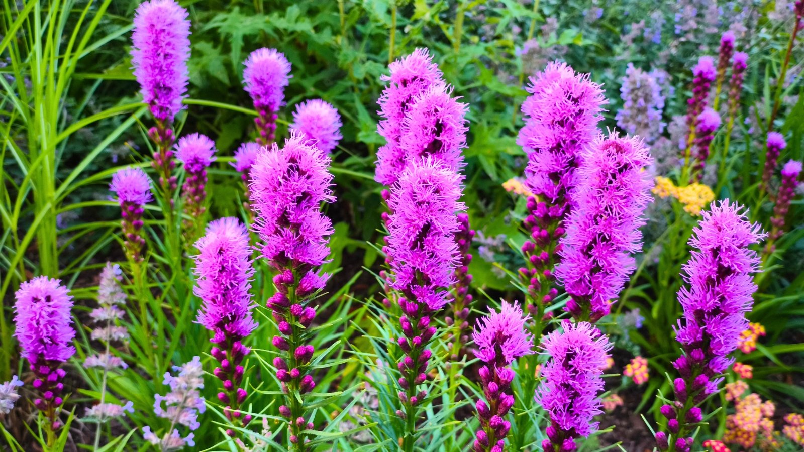Tall, fuzzy spikes of vibrant purple flowers with wispy petals rising from leafy green stems.