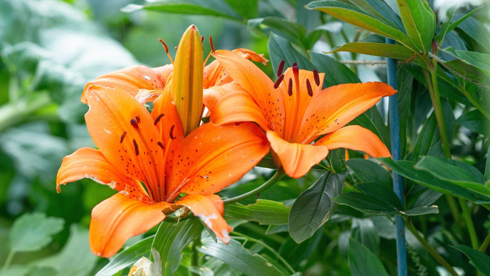 Striking trumpet-shaped blooms in fiery shades of red and orange, rising above strap-like green leaves on tall, arching stems.