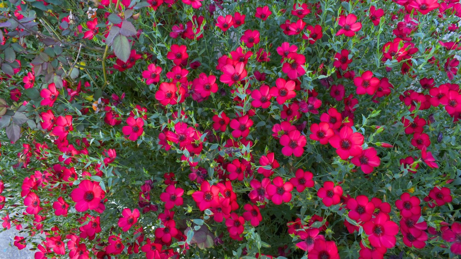 A dense cluster of bright scarlet-red flowers with five delicate petals and a dark center, growing on thin stems with narrow green leaves.