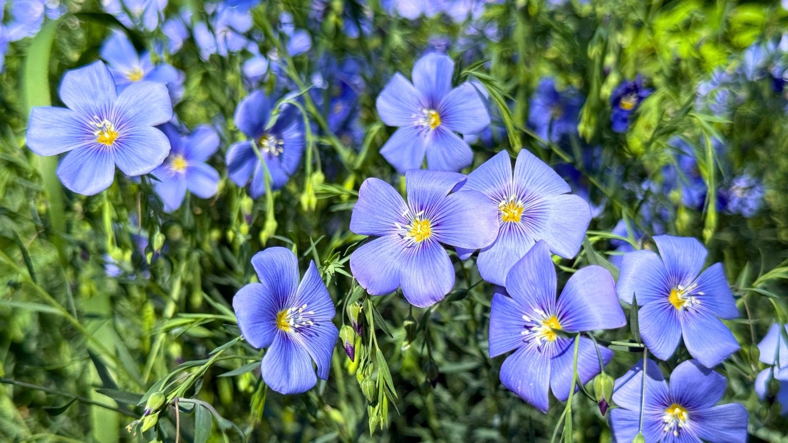 A cluster of delicate, five-petaled blue flowers with yellow stamens and a subtle sheen on the petals.