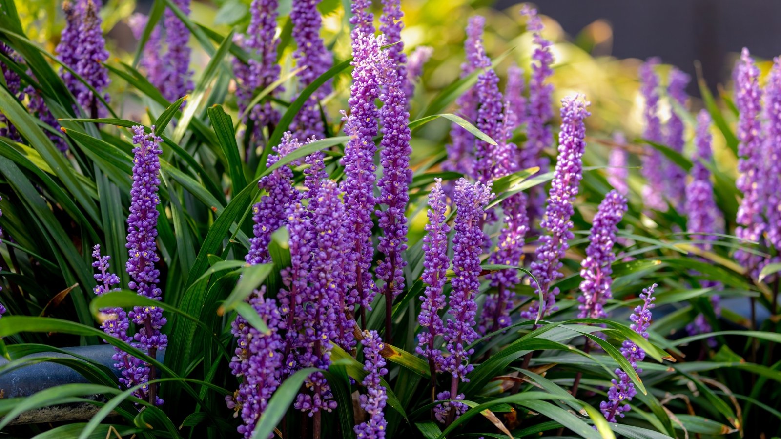Arching clumps of grass-like dark green leaves surround tall spikes of small violet flower clusters.