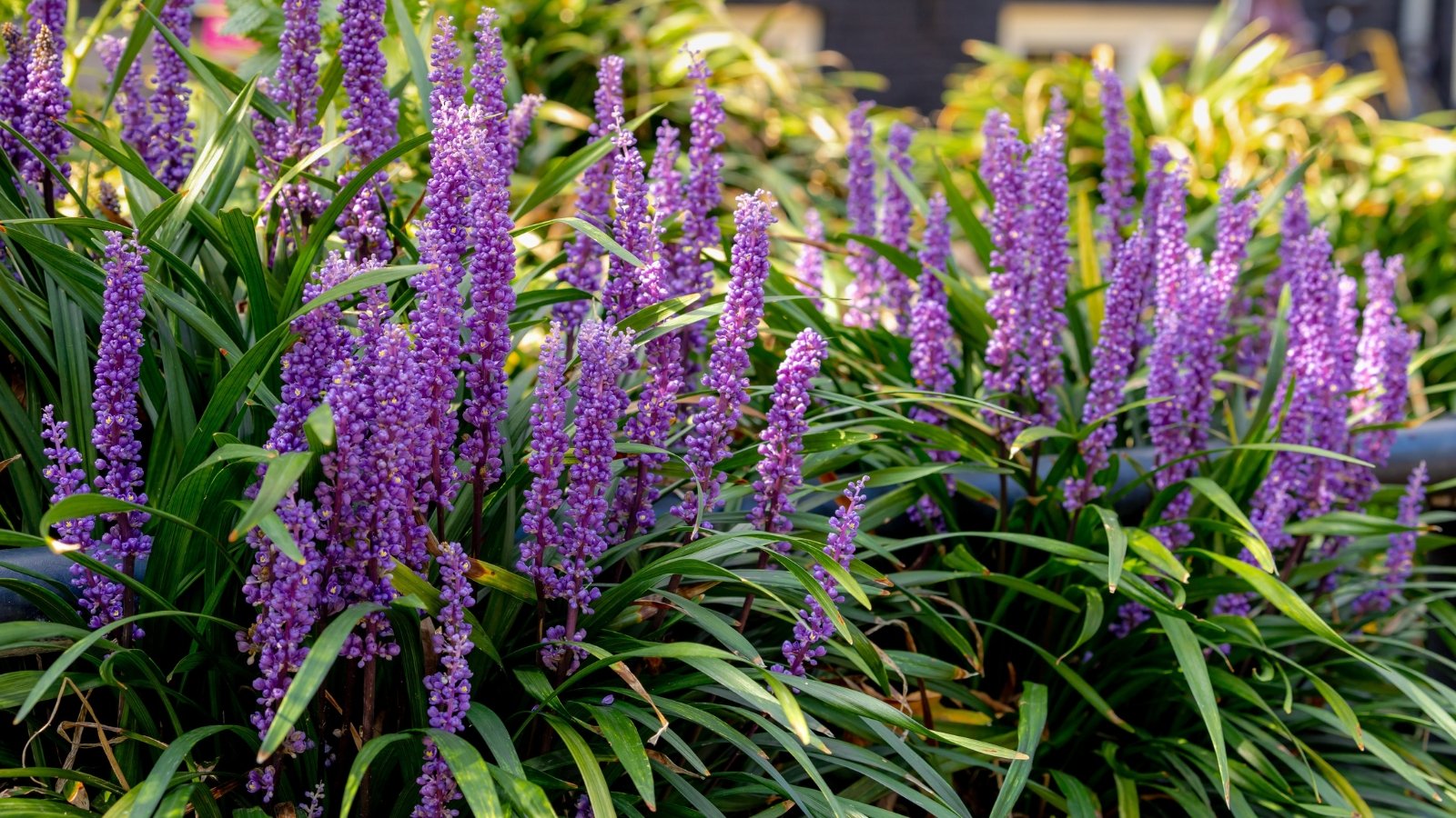 Arching, strap-like dark green leaves surrounding tall spikes of small, bell-shaped purple flowers.