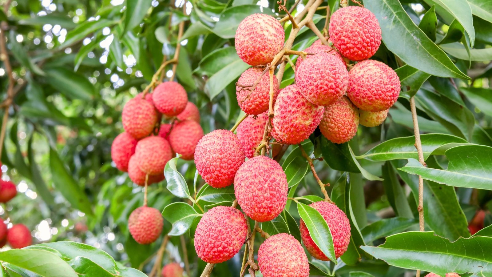 Branches with narrow, glossy green leaves with slightly serrated edges, bearing clusters of small, round to oblong reddish-brown textured fruits.