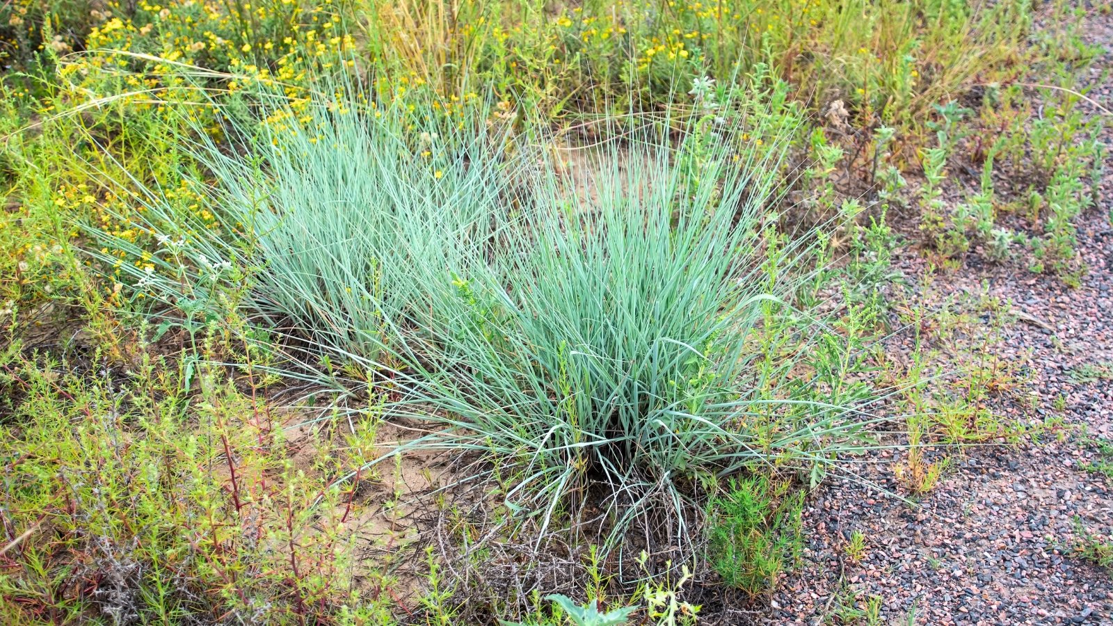 Slender blue-green grass blades with soft, wispy seed plumes rising above thin stems.