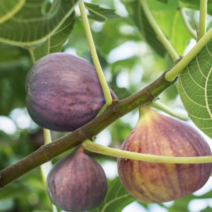 Little Miss Figgy™ Fig Tree