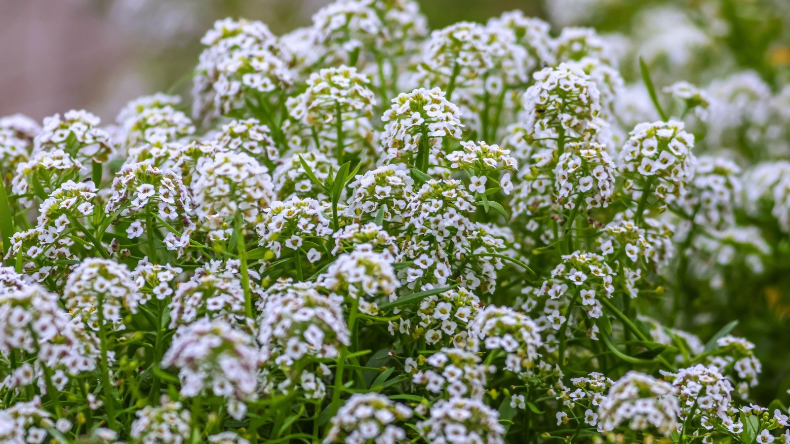 A dense mound of tiny white flowers with four small, rounded petals and yellow centers, creating a soft, cloud-like appearance.