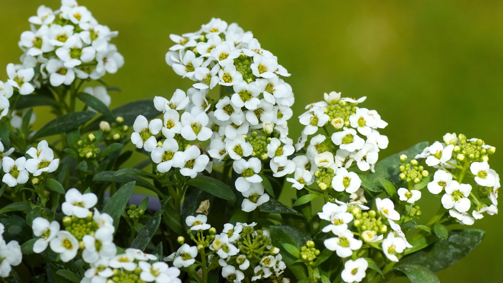 A dense mound of small, white four-petaled flowers, with yellowish-green centers, forming a rounded cluster.