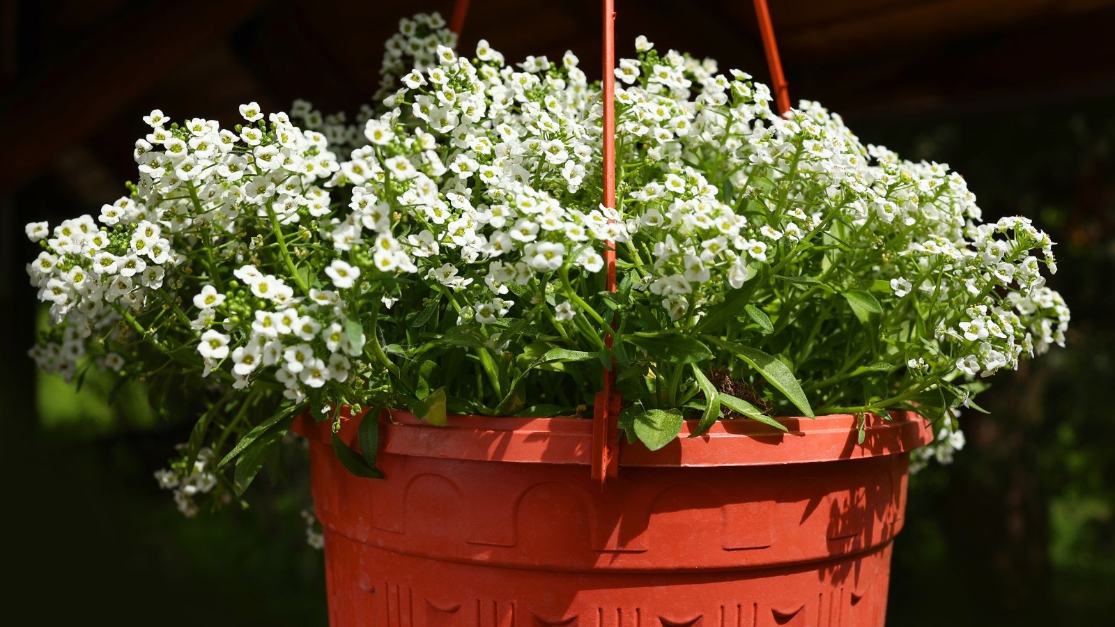 A large, rounded mound of tiny white flowers with four petals and small yellow centers, overflowing a terracotta pot.