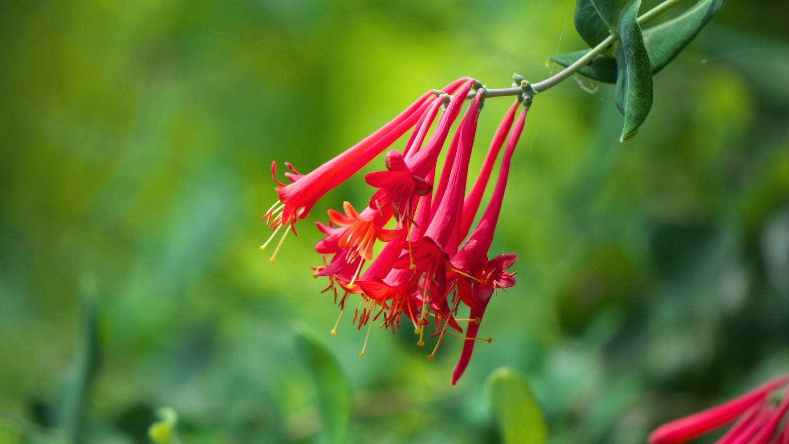 A cluster of long, narrow red flowers with yellow anthers protruding from the end of each bloom, hanging from a vine with green leaves.