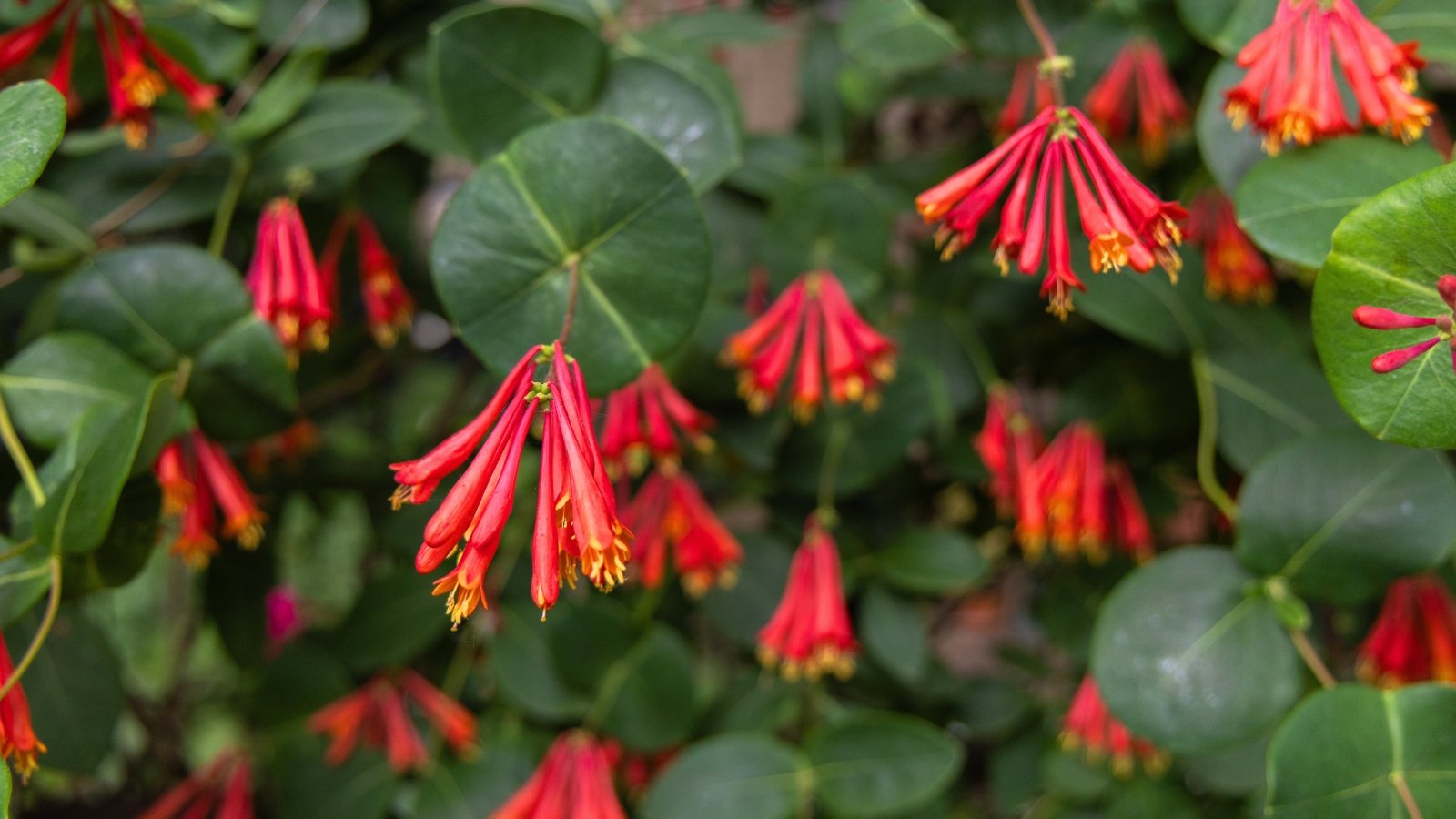 Slender twining stems bear trumpet-shaped red and orange flowers paired with rounded green leaves.
