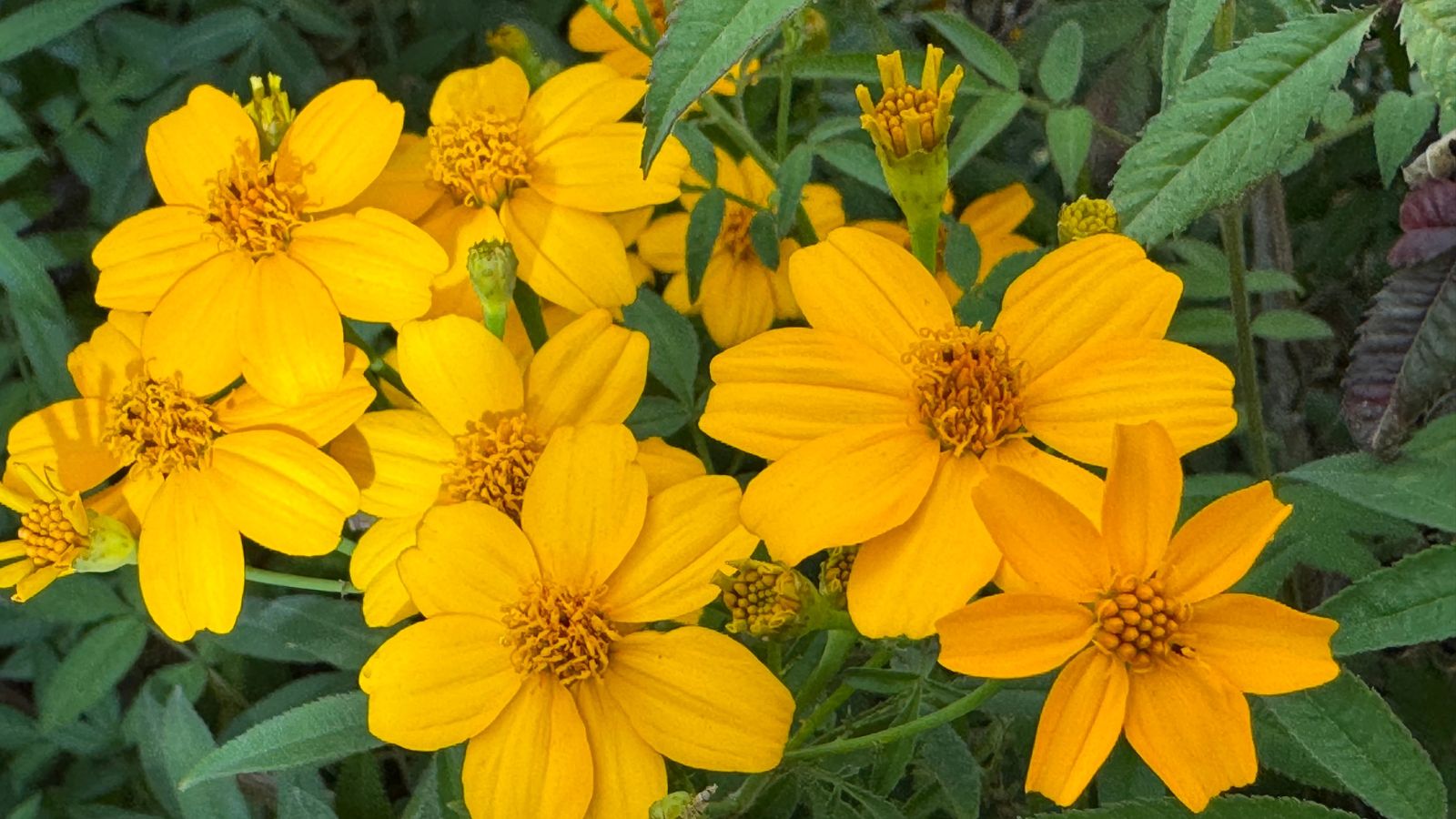 Lovely Tagetes lemmonii blooms appearing to be a bright yellow surrounded by deep green foliage