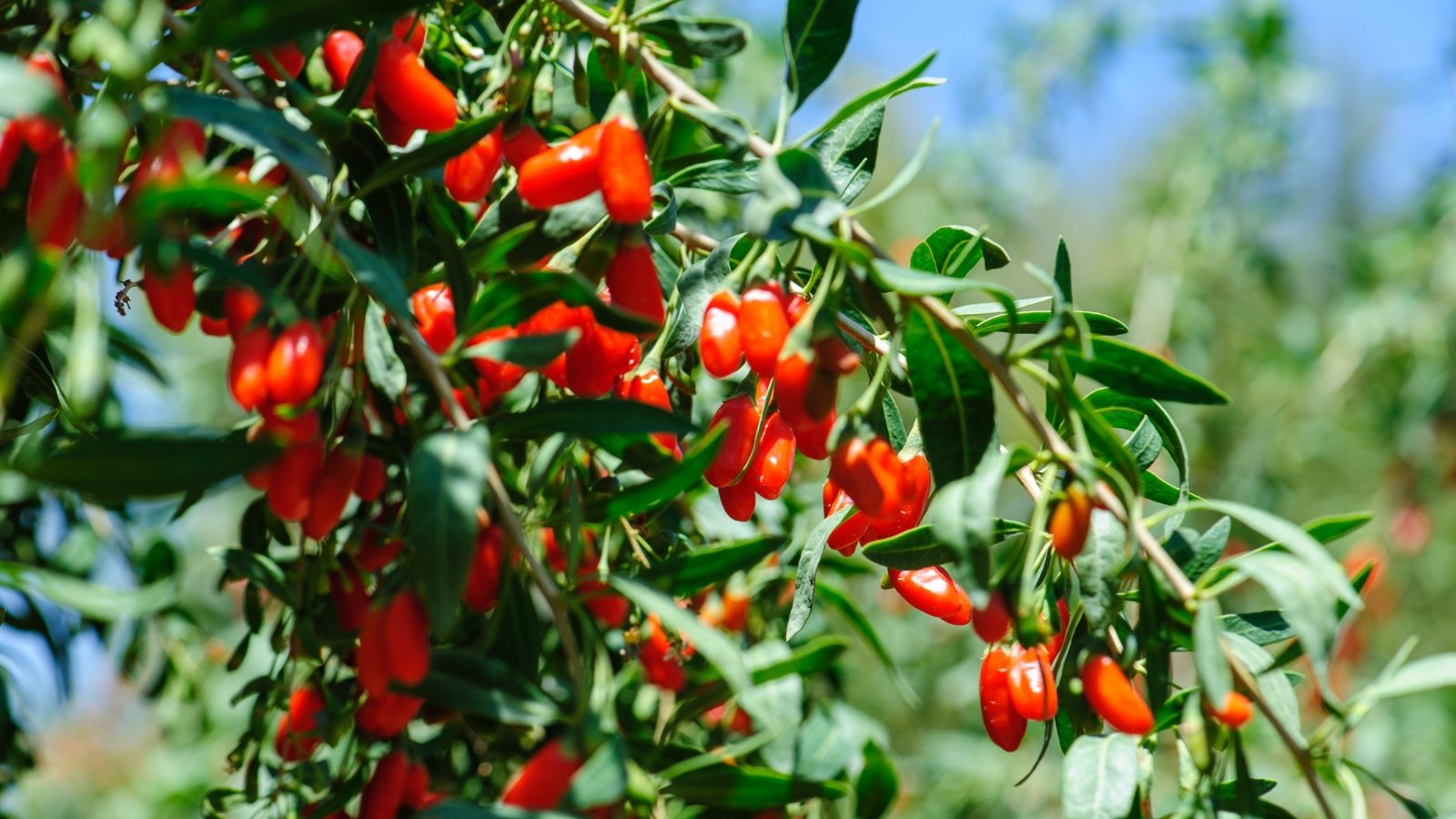 Arching stems with slender, lance-shaped green leaves with smooth edges, dotted with small, elongated bright red berries.
