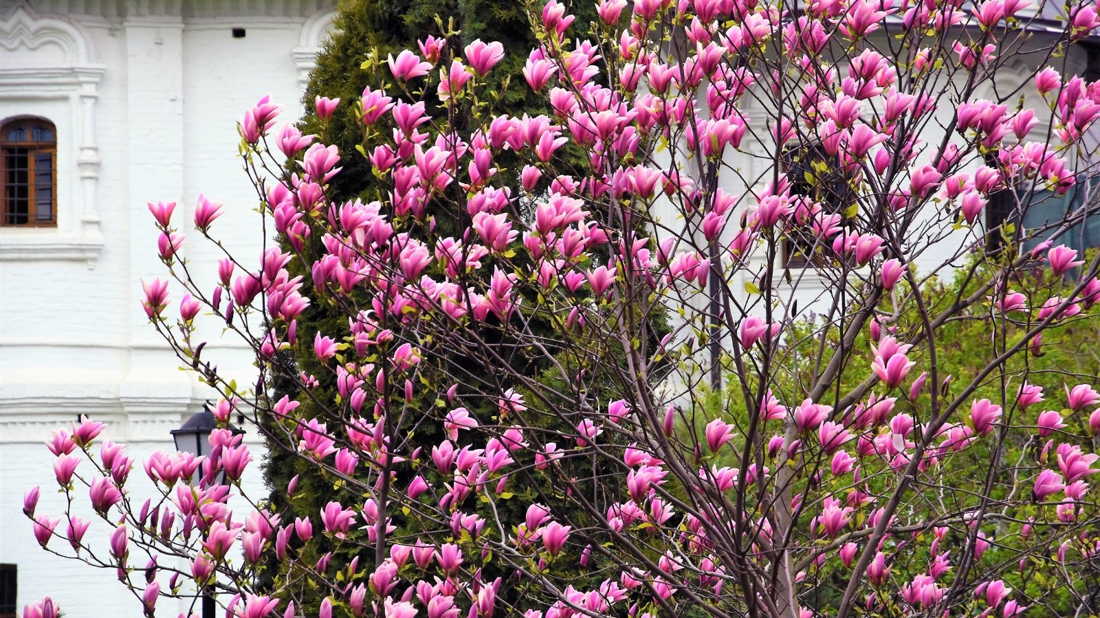 Slender branches filled with deep pink, tulip-shaped flowers, each with six curved petals, rise in front of a white house.