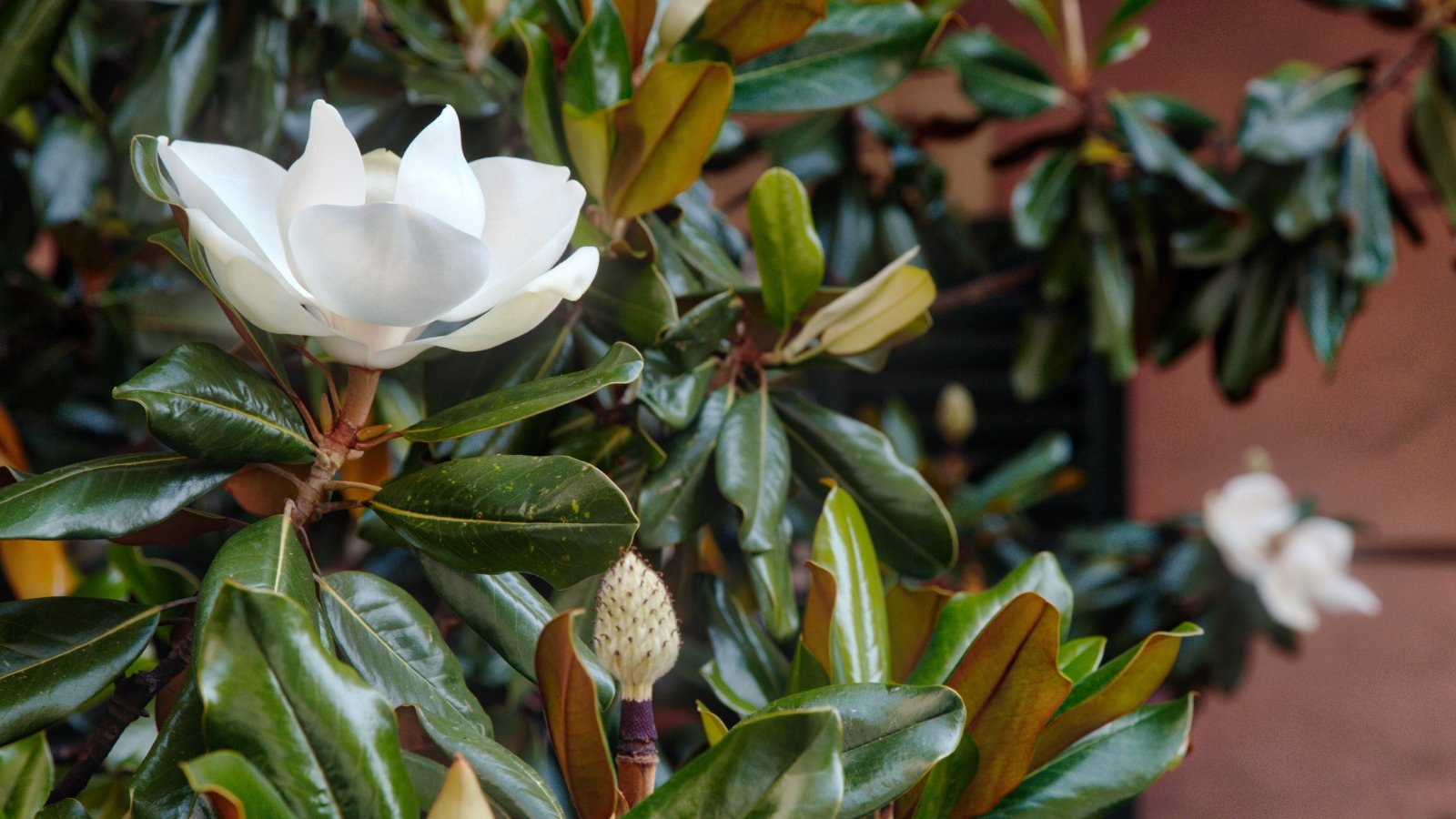 Glossy, oval-shaped green leaves frame creamy white, cup-shaped flowers with smooth, overlapping petals on the branches in a close-up view.