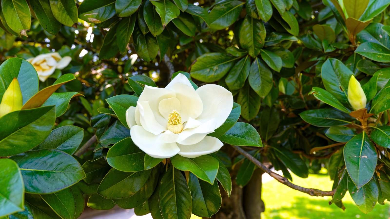 A large, creamy-white flower with a yellow center, composed of many overlapping petals, blooming on a tree with dark green, glossy leaves.
